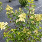 Hortenzia metlinatá (Hydrangea paniculata) ´VANILLE FRAISE´® - výška 20-30 cm, kont. C2L